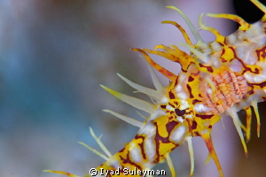 Ornate ghost pipefish Portrait by Iyad Suleyman 